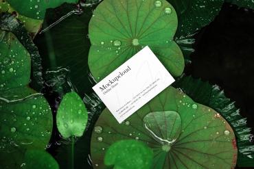 Business Card Mockup Scene / Lush Series 08
