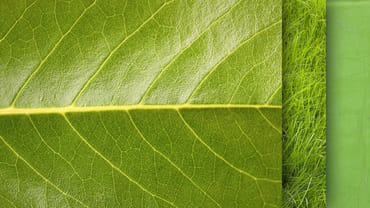 30 Green Textures