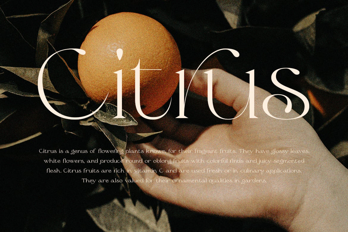 Olive & Citrus - Modern Serif